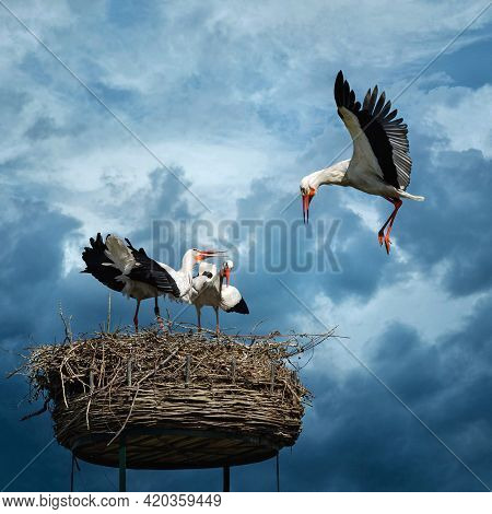 Three Storks Against Beautiful Blue Sky Background