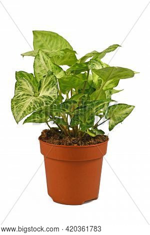 Tropical Houseplant With Botanic Name 'syngonium Podophyllum Arrow'  In Flower Pot Isolated On White