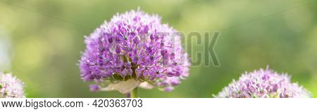 Beautiful Purple Flowers Of The Ornamental Onion , Allium Giganteum, Cultivar Globemaster.purple Col