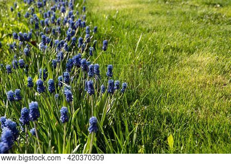 Muscari Flower.muscari Armeniacum.grape Hyacinths .muscari Flowers In Warm Sunshine On A Blurred Gra