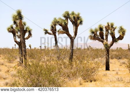 Joshua Trees Surrounded By The Creosote Bush On An Arid Plateau Taken At A Joshua Tree Woodland In T