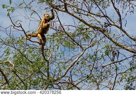 Pantanal Howler Monkey Adult Female (allouata Caraya) Jumping On Tree Branches In The Forest.