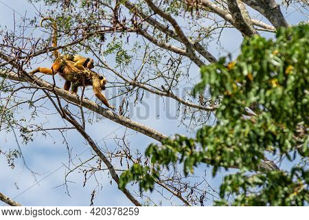 Pantanal Howler Monkey Adult Female (allouata Caraya) Walking On Tree Branch In The Forest.