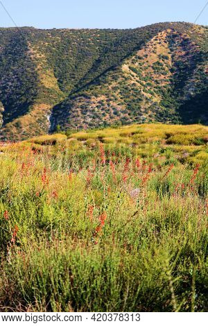 Chaparral Plants And Wildflowers During Spring On An Arid Plateau Surrounded By Barren Mountains Tak