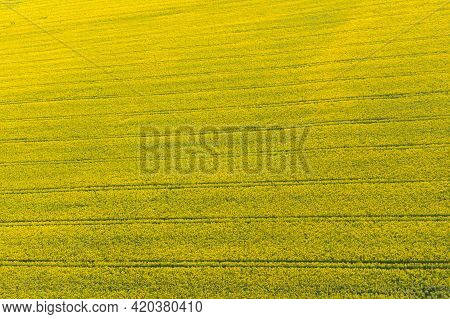 Spring In Arable Fields. Yellow-blooming Rapeseed.\na Vast Plain Covered With Arable Fields, In Plac