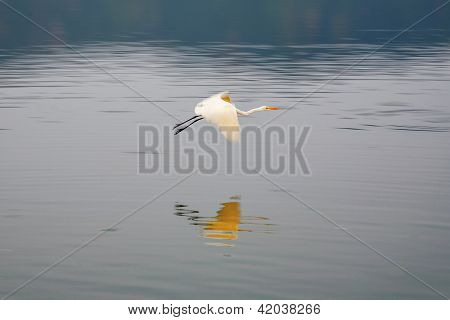 Haikara lentää mies Sagar järvi. Jaipur, Rajasthan, Intia.