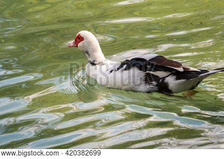 White And Black Duck With Red Head, The Muscovy Duck, Swims In The Pond. The Muscovy Duck, Lat. Cair