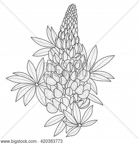 Lupine Flower.coloring Book Antistress For Children And Adults.