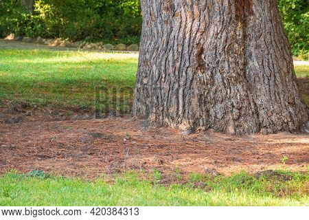 The Base Of The Trunk Of An Old Pine Tree In Park. Pinus Pinea, Also Known As The Italian Stone Pine
