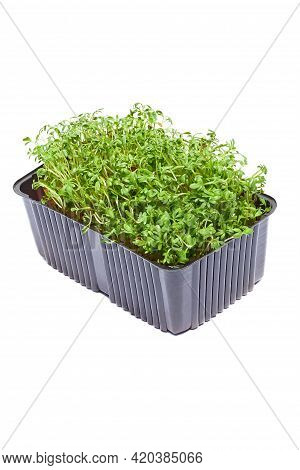 Micro Greens Arugula Sprouts On A White Background. Germination Of Seeds For Nutrition. Seedlings Mi
