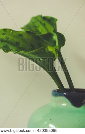 Drimiopsis Leaves In A Small Vintage Green Vase