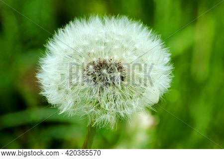 Beautiful Magic White Ball,blooming Dandelion Flower. Of Garden