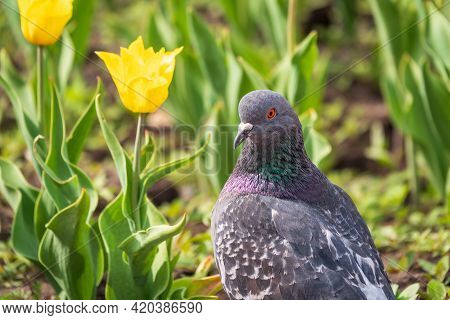Portrait Of A Common Grey Urban Pigeon In The Picturesque Green Meadow With Yellow Tulips. Domestic 