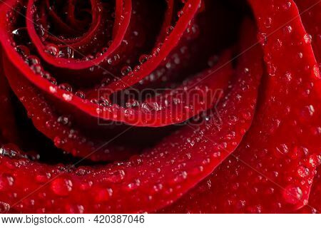 Beautiful Red Rose Flower And Water Drops On The Petals Close-up. Macrophotography. The Selected Sha