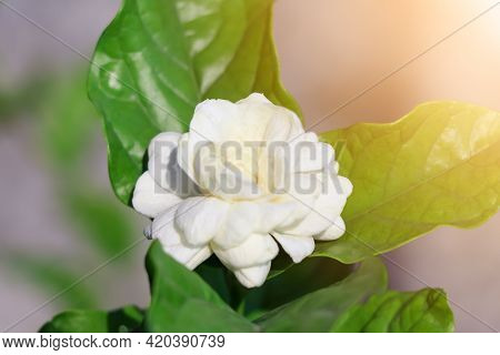 Jasminum Sambac Flower