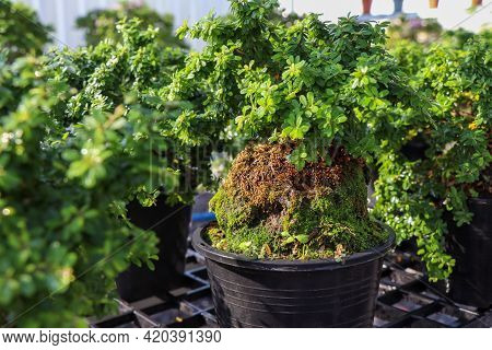 Linh Sam Are Growing Up In The Garden And Green Leaf