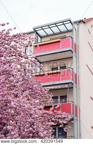 Cherry Blossoms In Front Of Modern House With Balconies, Euronean Appartment Block Of Flats In Berli