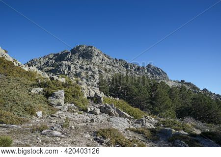 Forest Of Scots Pine Tree, Pinus Sylvestris, And High-mountain Scrublands. Photo Taken In Guadarrama
