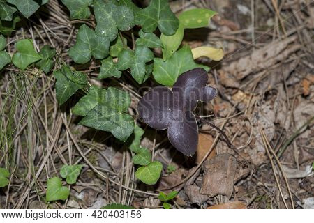 Leaves Of Common Hepatica, Anemone Hepatica. Photo Taken In Beteta Gorge, Province Of Cuenca, Spain