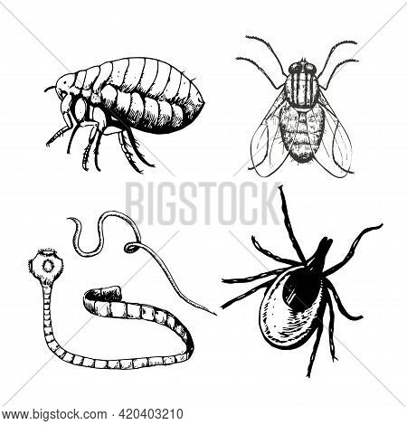 Set Of Ink Drawn Pests, Worm, Fly, Flea, Mite. Vector Illustration.