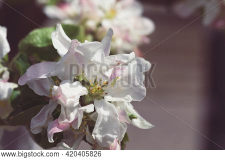 Mahr Flowers On A Spring Flowering Apple Tree. Close-up. Gardens And Nature. Place For Text, Copyspa
