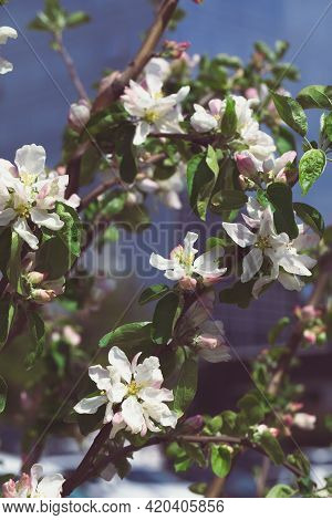 Mahr Flowers On A Spring Flowering Apple Tree. Close-up. Gardens And Nature. Film Effect. Place For 