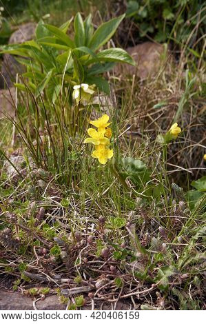 Spring Flowering Marsh Marigold Caltha Palustris, In Garden Pond