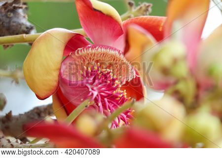 Couroupita Guianensis Aubl Flower