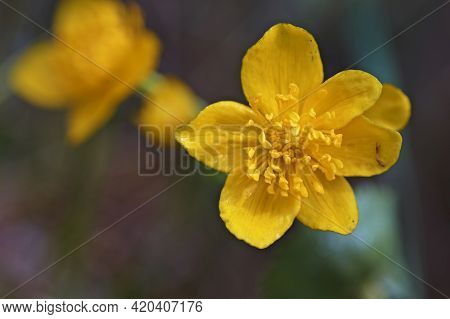 Spring Flowering Marsh Marigold Caltha Palustris, In Garden Pond
