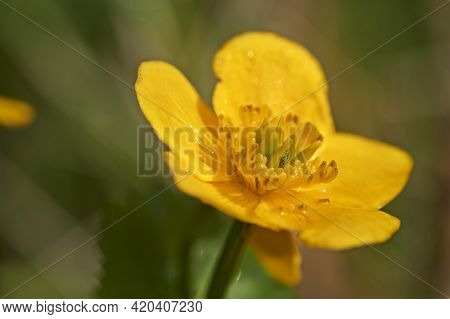 Spring Flowering Marsh Marigold Caltha Palustris, In Garden Pond