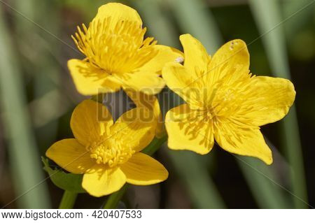 Spring Flowering Marsh Marigold Caltha Palustris, In Garden Pond
