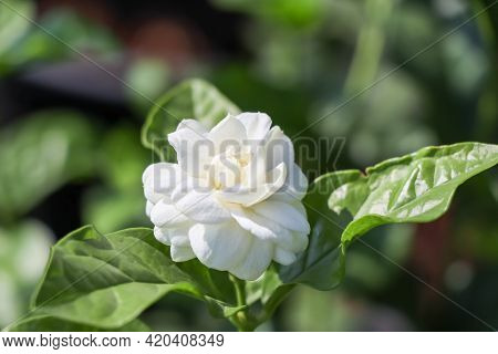 Jasminum Sambac Flower