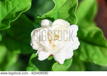 Jasminum Sambac Flower