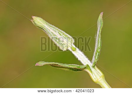 Asclepiadaceae erba foglie