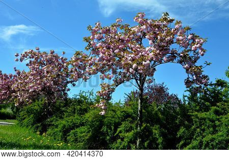 Stretched Crown, Branches Falling Like A Parasol, Very Elegant. Young Leaves Bronze, Then Green; Ver