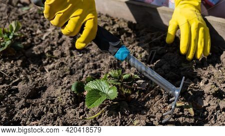 A Gardener Spuds Strawberry Beds With A Rake.