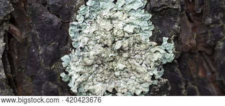Close-up Of Lichen Flavoparmelia Caperata On Pine Bark