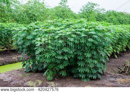 Farm Of Young Green Bitter Cassava ( Tapioca, Manioc, Yuca Or Mandioa ) Growing In Field Land. Sweet