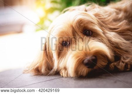 Puppy Cockapoo Dog (mixed Breed With Cute Cocker Spaniel + Poodle) Pet Health Care Animal Concept, O