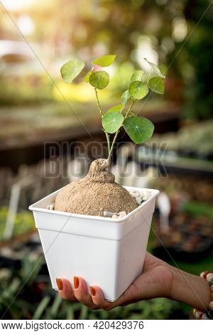 Sapling (stephania Erecta Craib) Growth In White Plastic Pot, Ornamental Pottery Plants For Minimali