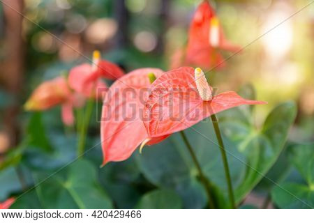 Flamingo Flower Or Pigtail Anthurium ( Anthurium Scherzerianum Schott )  Growth In Tropical Garden, 