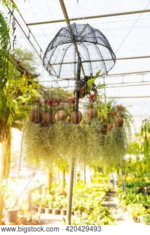 Tillandsia Usneoides Or Spanish Moss And Recurvifolia Hook ( Bromeliaceae ) Growth On Cerbera Mangha