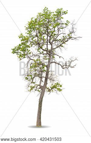 Green Big Tree Isolated On White Background. Nature Object Cutout For Design. Hairy Keruing ( Obtusi
