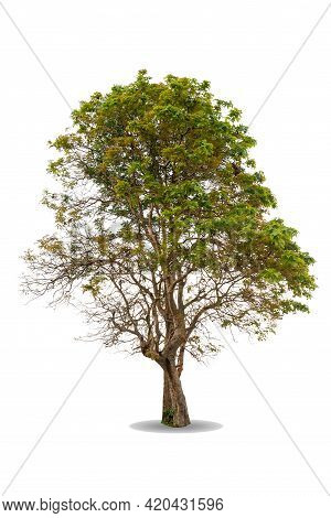 Green Big Tree Isolated On White Background. Nature Object Cutout For Design. Ceylon Oak ( Schleiche