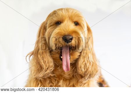 Puppy Cockapoo English Dog ( Mixed Breed With Cute American Cocker Spaniel And Poodle ) Pet Health C