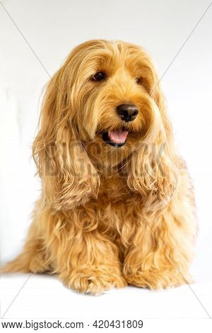 Puppy Cockapoo English Dog ( Mixed Breed With Cute American Cocker Spaniel And Poodle ) Pet Health C