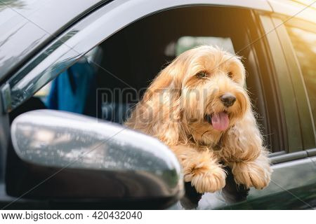 Cute Dog Sit In Car On Front Seat. Portrait Hairy Adorable Cockapoo Breeding Mixed (american Cocker 