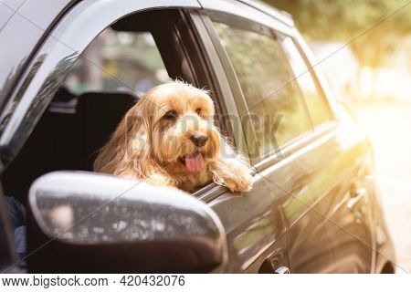 Cute Dog Sit In Car On Front Seat. Portrait Hairy Adorable Cockapoo Breeding Mixed (american Cocker 