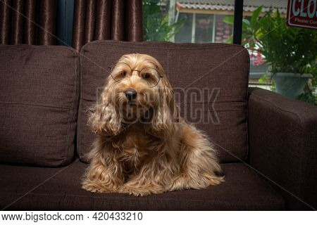 Puppy Cockapoo English Dog ( Mixed Breed With Cute American Cocker Spaniel And Poodle ) Pet Health C