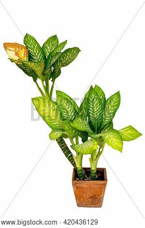 Dumb Cane Or Dieffenbachia, Path Isolated On White Background. Beautiful Fresh Chinese Evergreen ( A